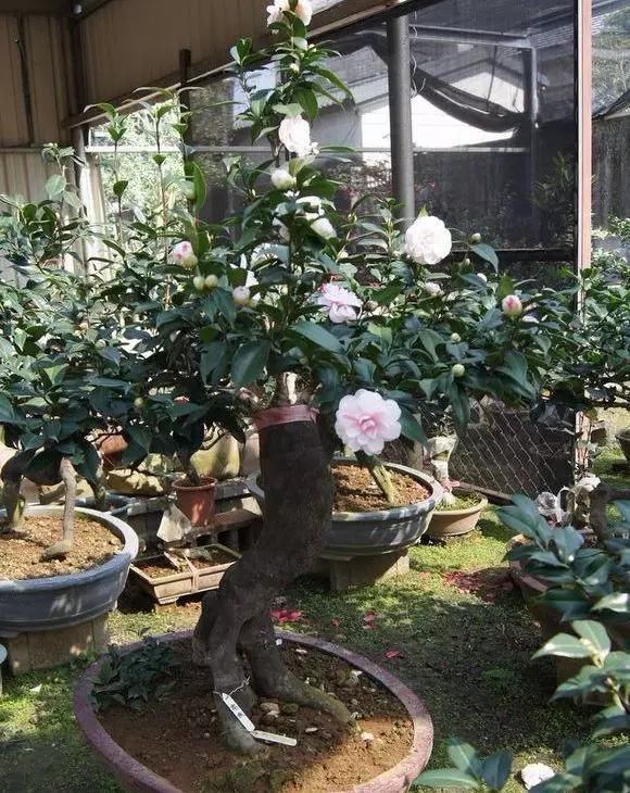 这4种“盆景树”,不仅观赏性高,寿命还特别长,越养越值钱