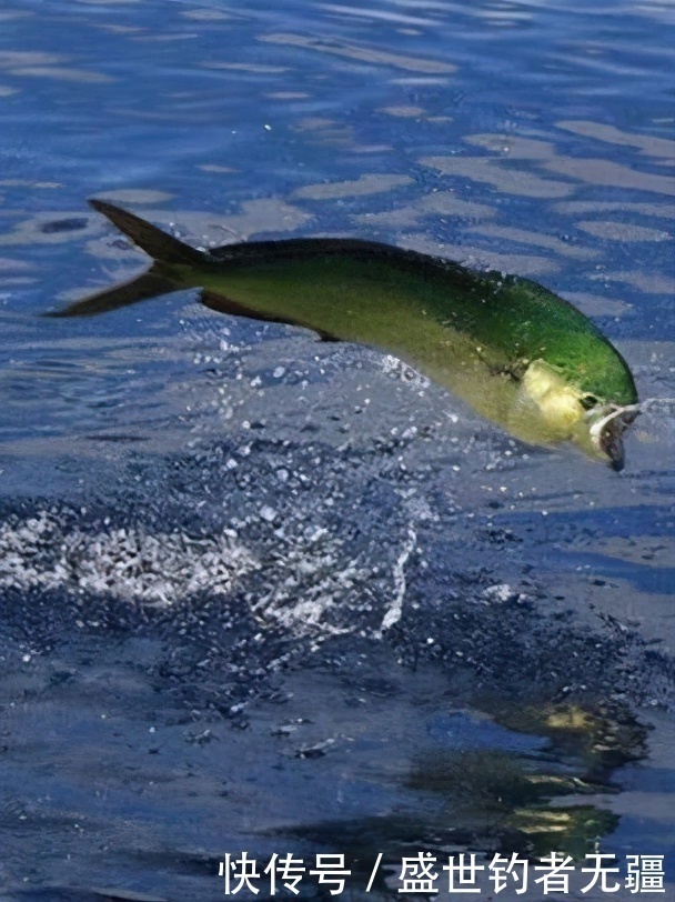 鱼线|提竿上鱼时最容易出错的几点,上钩的鱼也会跑掉!——盛世三渔