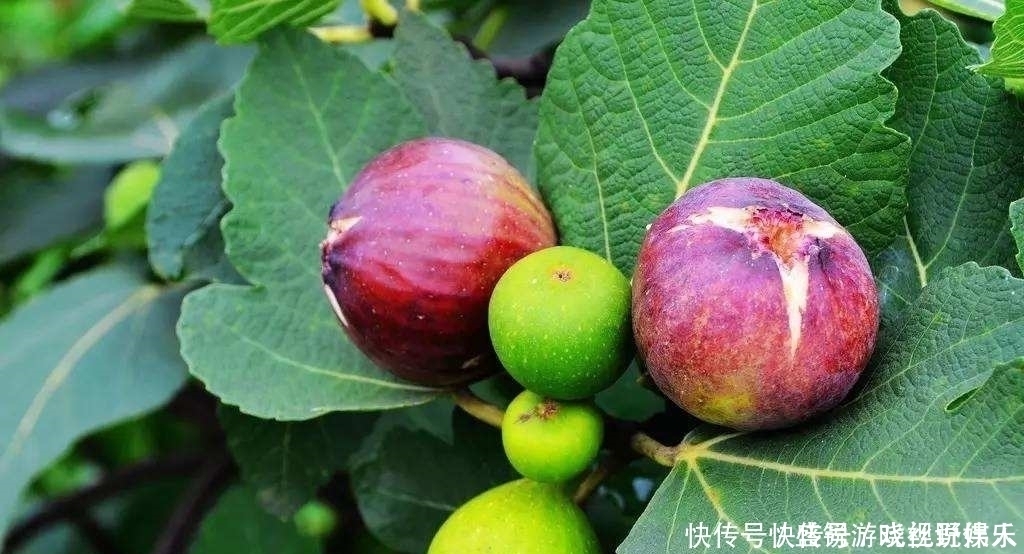 大蒜、三七不抗癌真正抗癌的是不起眼的“它”,別再傻吃了