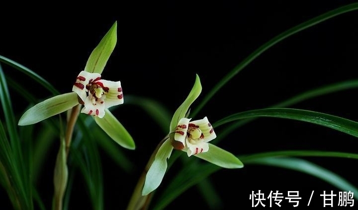 萧艾!五言绝句◆空谷幽兰