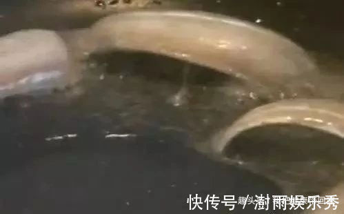 3种鱼含有大量的甲醛、重金属，自家餐桌上，尽量少出现