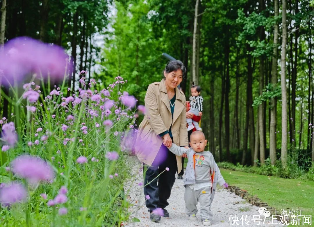 刘桂娟|美翻！松江初夏里的梦幻紫，在家门口就能免费打卡