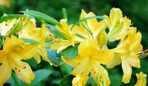 吃野菜“养生防病”？4种野菜吃了会“中毒”，别再乱吃了