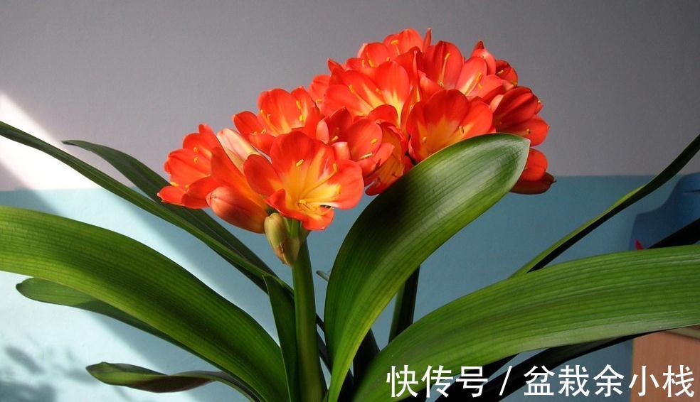 这样换盆超简单，君子兰不伤根，不烂根