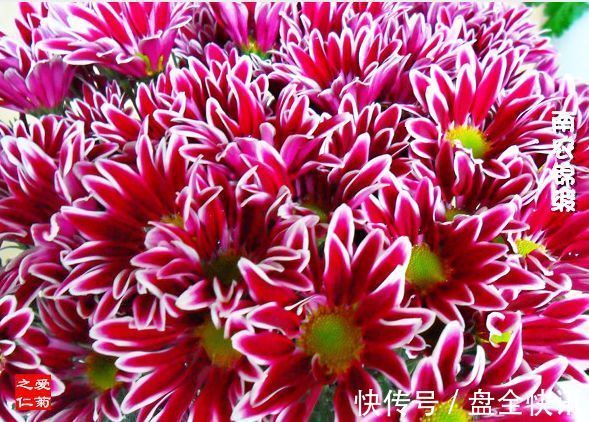 喜欢菊花，不如养盆优良名菊“南农小菊”，花开爆满枝，多彩多姿