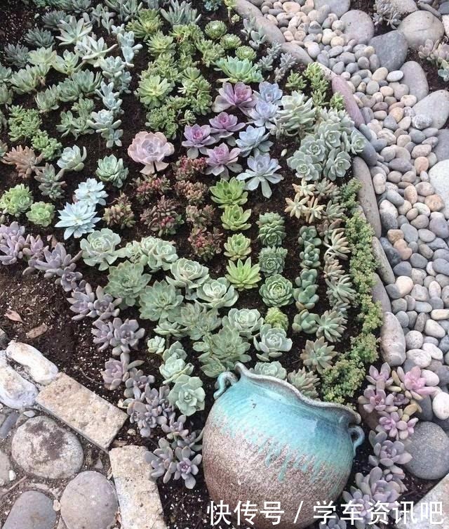 婆婆说家有平房,正好把多肉养屋顶,夏季易出状态,室内还凉爽!