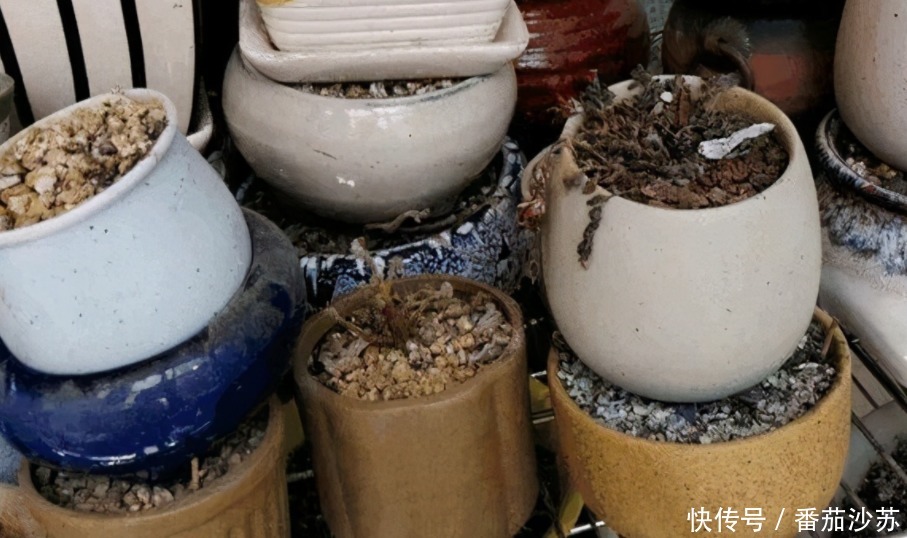 废土|养花旧土该不该扔,能不能“二次利用”?