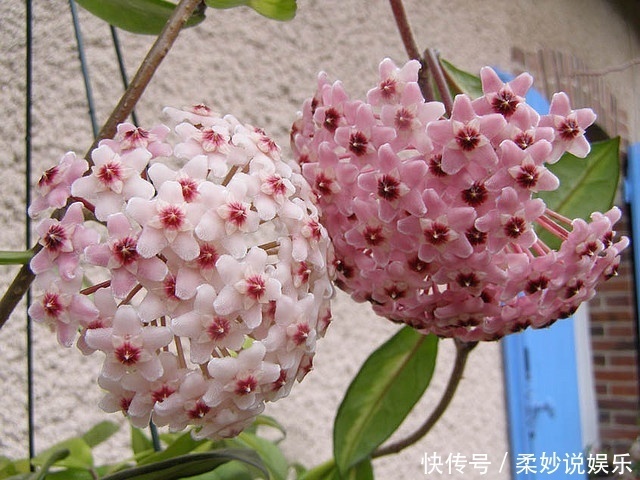芳香|这5种花卉盆栽,美丽又好闻,花期长,花量大,给家里满屋馨香