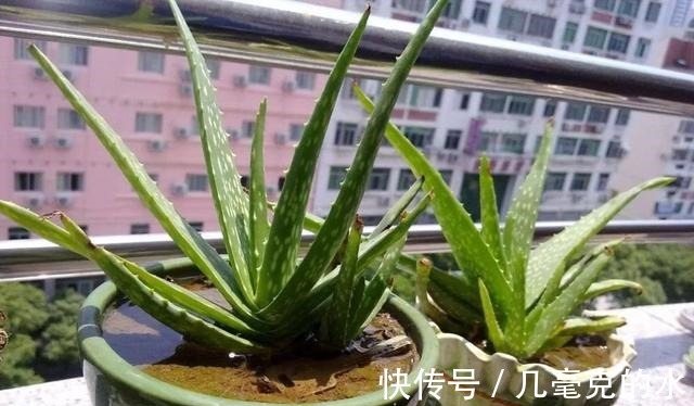 人养花,花亦养人!8种能“吃”的花,漂亮又美味,建议养一盆!