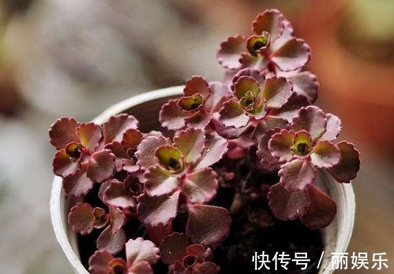 花大色|特别容易爆盆的植物,家养一盆花期长,花苞突突冒,花大色艳