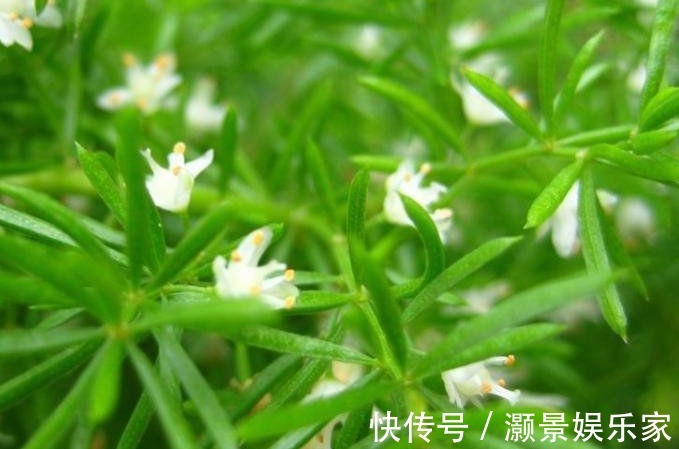 阴虚|农村常见的一类野草，治疗阴虚发热有奇效，老中医强烈推荐