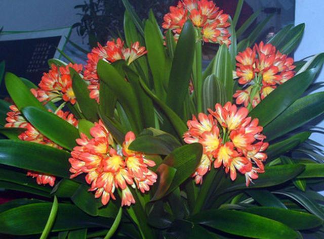 老爸养的君子兰常年都在开花,究竟是怎么做到的