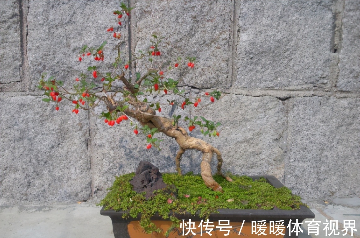 芦荟|这3款植物既能赏又能吃，盆栽养眼、养身！