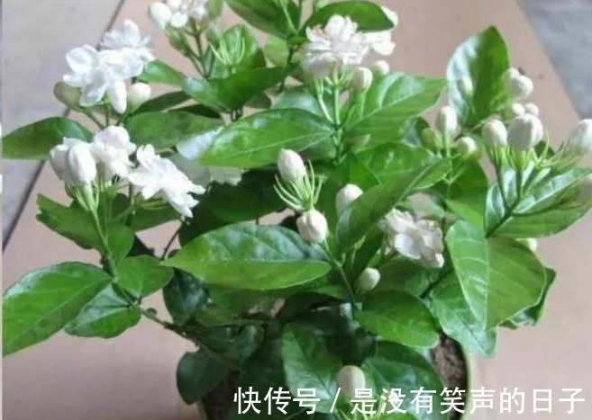 修剪|想要“茉莉花”开花多,做好“三点”,轻松爆满盆,满屋飘香!