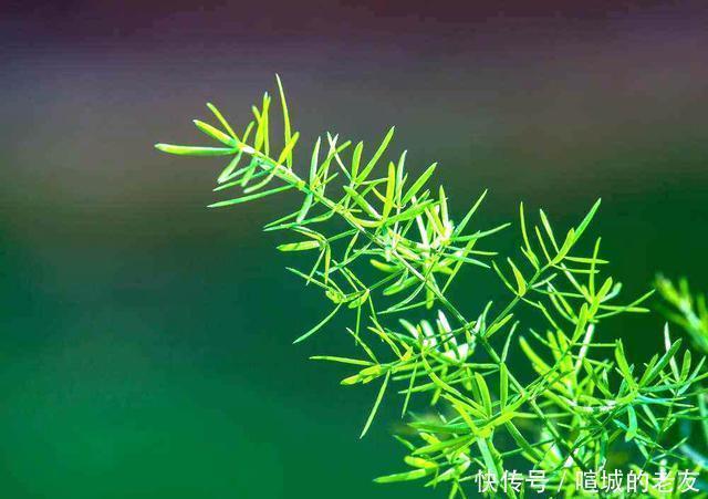 养文竹,掌握2个小技巧,蹭蹭长出一圈小嫩芽,叶子碧绿发亮