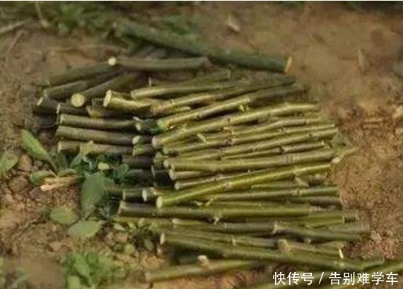 5种自制“生根剂”,家中养花必备,盆里放点,半个月就冒大白根!