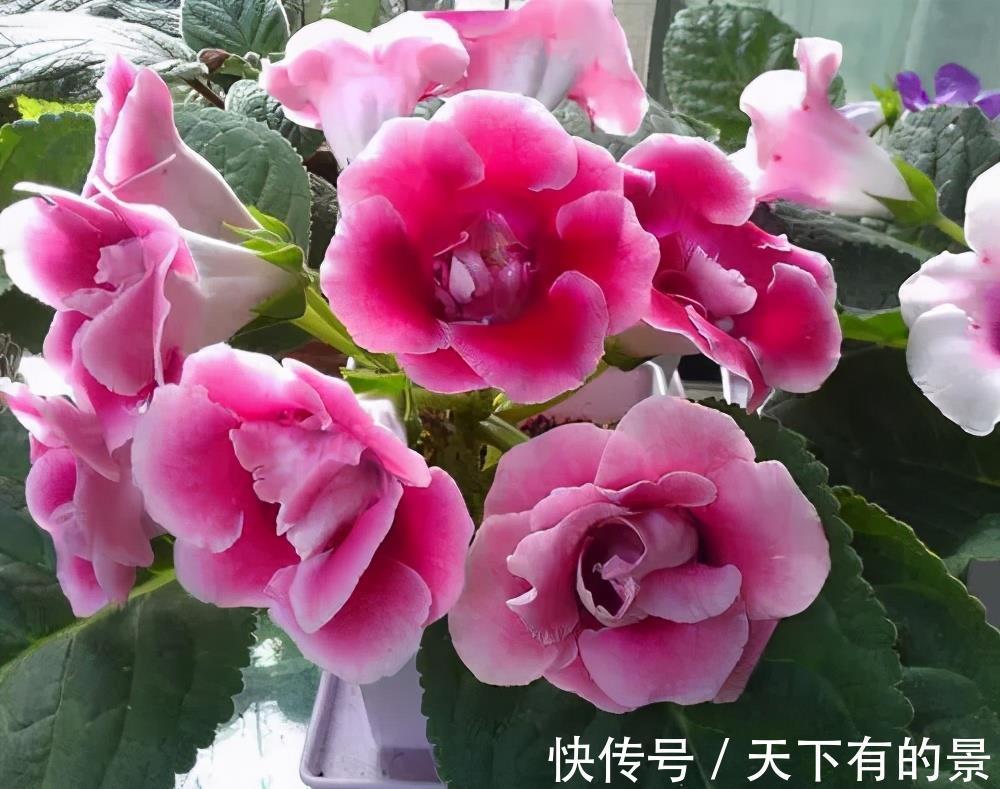 新芽|4种花真强悍，1片叶子就能繁殖出新植株，养两年成大户