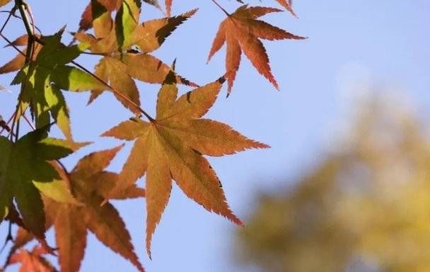 烛花红|「时节」苏轼笔下的秋天，写尽人生的百味