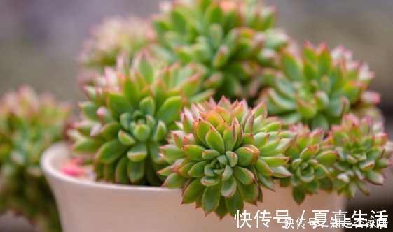 盆里扔点这个，多肉胖成球，肉嘟嘟好可爱