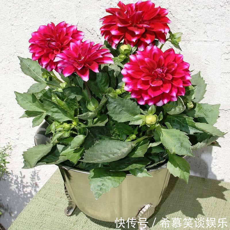 养护|大丽花一开,世间少有的美,这样来养护,年年开爆阳台