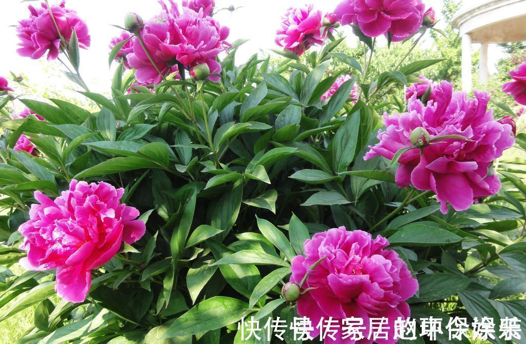 茶花|十月不知养啥花?看看这六种,好养又漂亮,可以放心入手