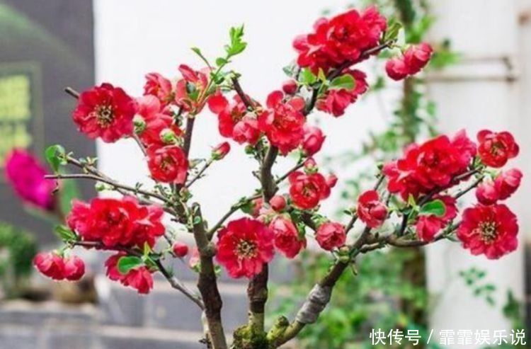 夏天养花，不妨养这5款花，花大色艳真漂亮，谁养谁上瘾
