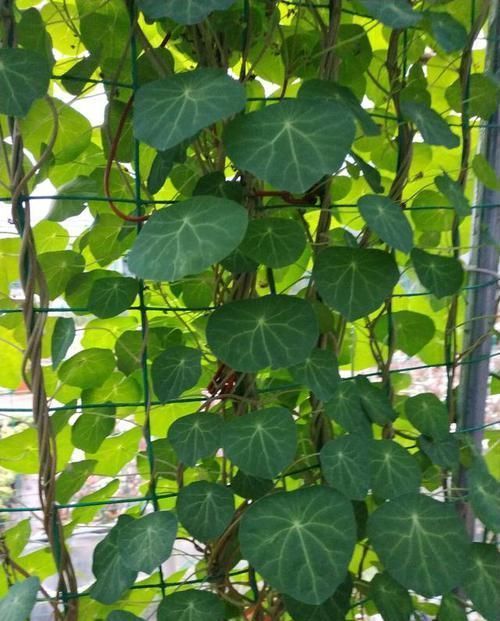 养盆“山乌龟”,长满铜钱叶,一活几百年,送走几代人