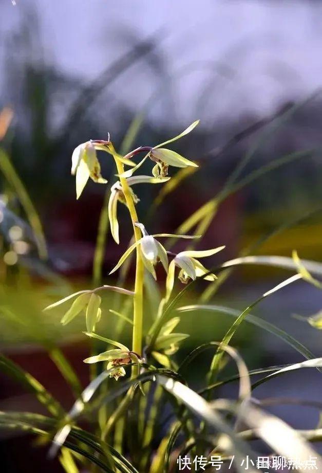 怎样养春兰蕙兰,开花香、花期长3个简单技巧,新手都能做好