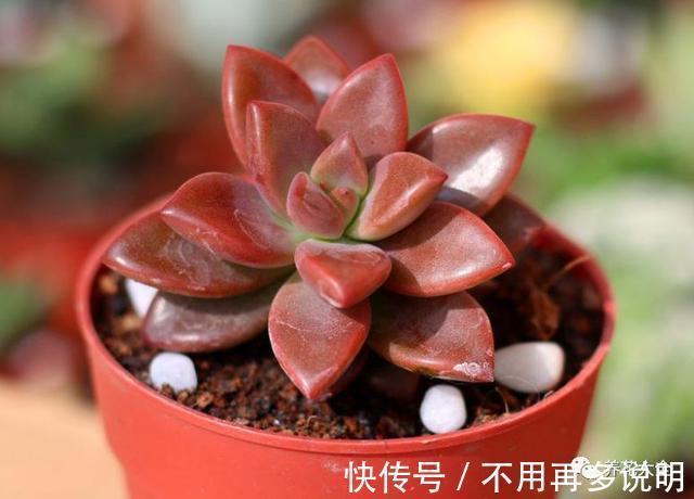 干透|多肉就养这7种,散养不用管也能呼呼长,想养死都难!