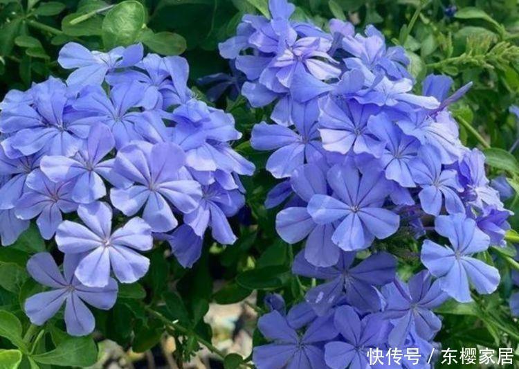 对待新手很友好的花卉,花色柔美,烂漫迷人