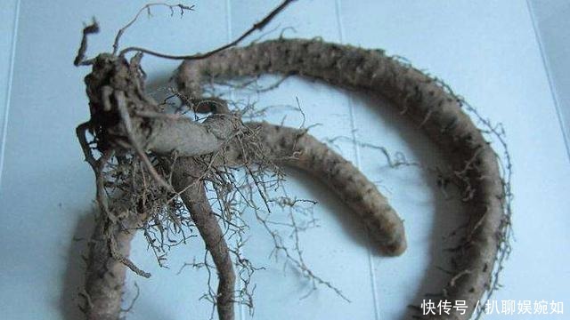 吃剩的山药头别丢,埋到阳台花盆里,观叶又能吃豆