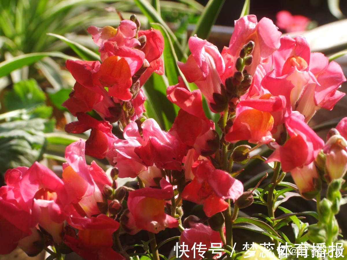 秋天|秋天是养草花的季节,12种草花现在播种,俩月就能开花