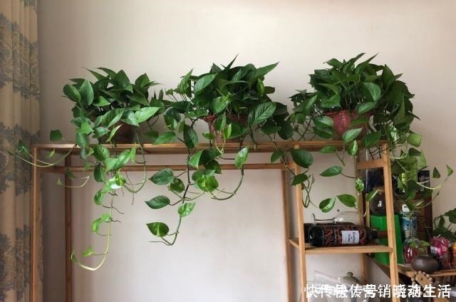 旧土|家里花卉换盆,剩下“旧土”怎么办老花匠“这么”处理更肥沃!