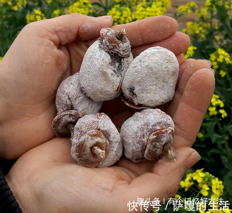 雌性激素|“纯天然的黄体酮”,女人吃了终身受益,滋阴补血延缓衰老,贼好