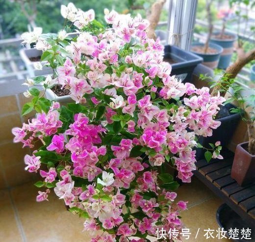 指甲花|4种花养了就爆盆，30天不浇水照样生长，一年开花不断