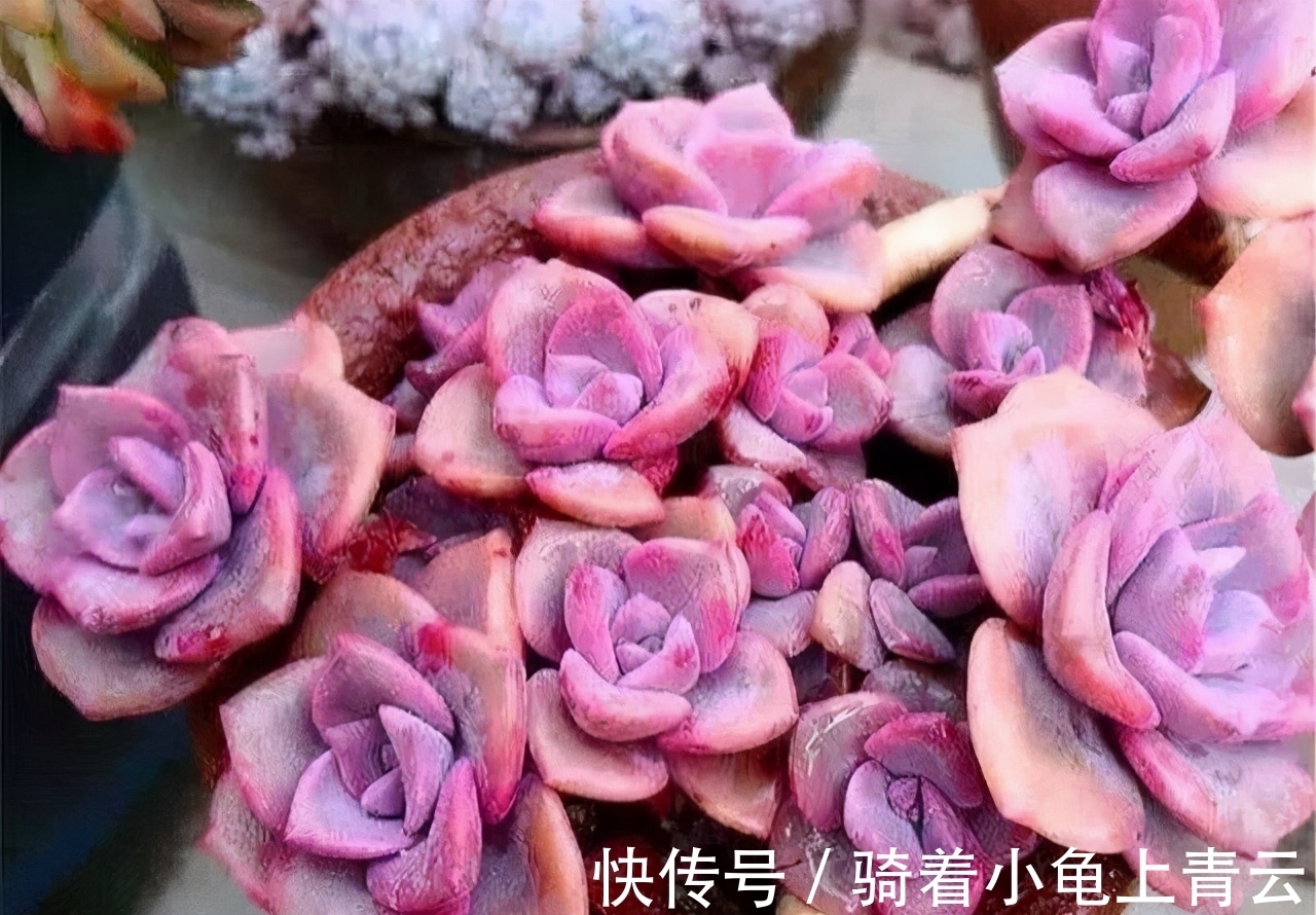 彩虹糖|多肉彩虹糖,精致版的紫乐,容易上色喜欢群生,新手也可以放心养