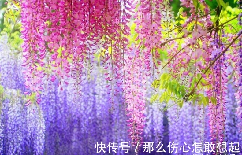 数据库|漂亮的有毒花,认识20种“大毒花”,涨知识不吃亏