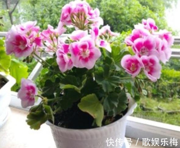 君子兰|容易被水浇死的“14种花”,手太勤反而养不活