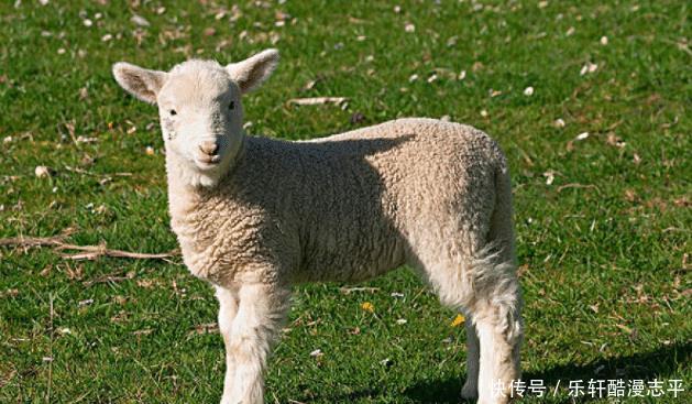 福泽|“十羊九苦”，生肖羊以下4月出生最好命，福泽深厚，财源滚滚