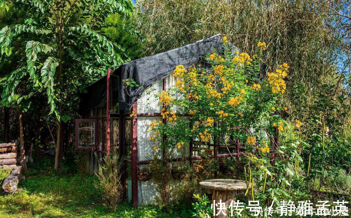 院子|院子一半强光一般阴凉,那就养这6种花,喜阳耐阴好养活