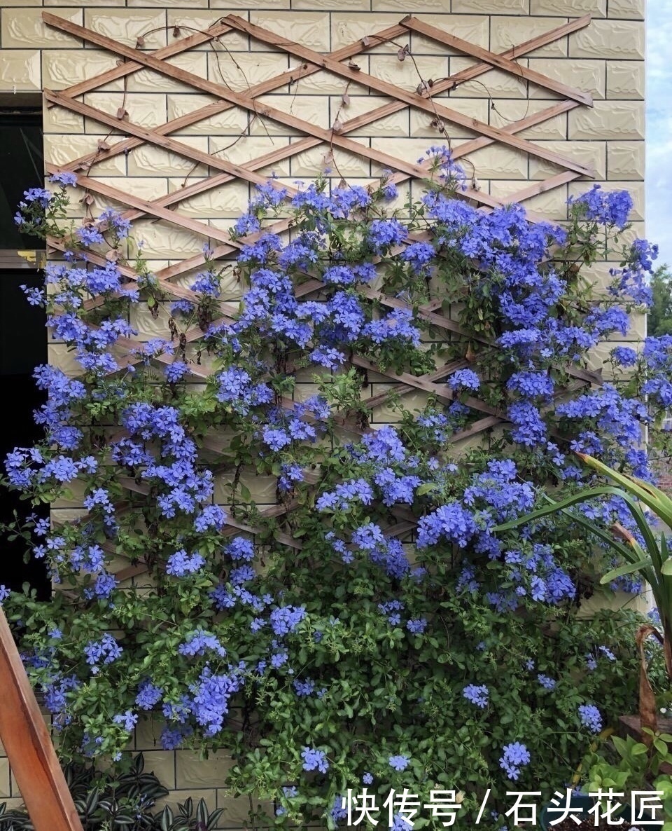 修剪|家里有5种花,12月之前要“动剪刀”,舍得剪、花量翻倍