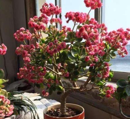 成活|长寿花“嫁接”开花多,几个“关键点”要注意,不然后期问题多!