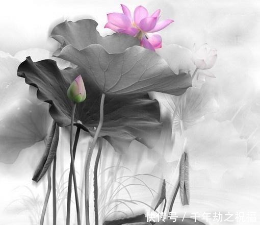  佛语|令人释怀的佛语禅心，经典睿智，受用一生！