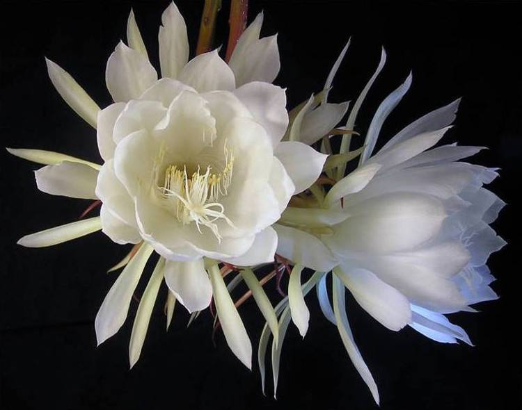 此花被称为“月下美人”,夜间开花,美成奇观,有机会要养一株