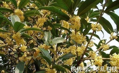 2种漂亮花，别再花钱买，去邻居家剪个枝，插土里易成活！