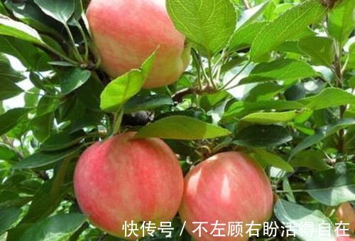 成分|一天一苹果，5个好处登门拜访，爱吃的朋友深有体会！
