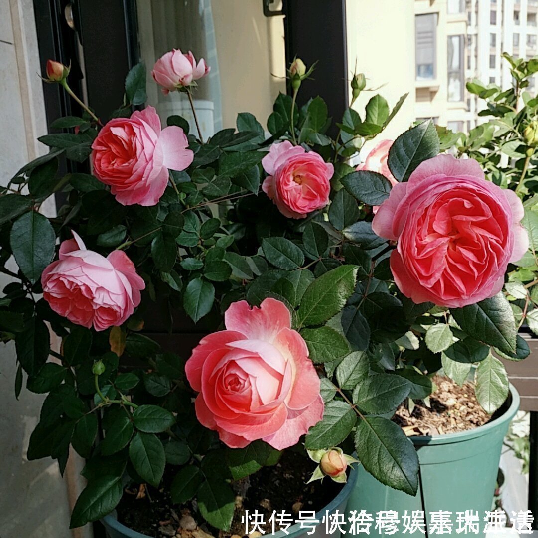 此花是世界名花,花美不输玫瑰,周年开花,养护容易,是盆栽佳品