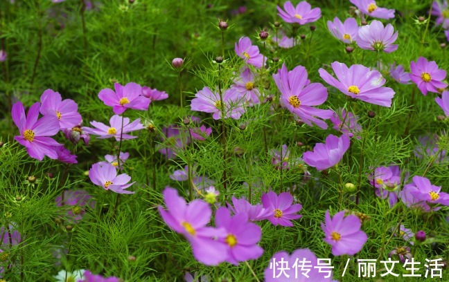 老公|最擅长放养老公的四大生肖女,遇见了请珍惜