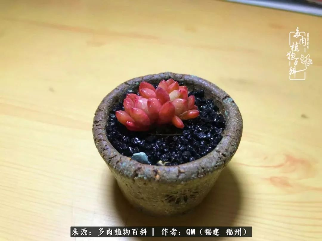 寒山转苍翠,秋水日潺湲——多肉未央,睹物思人!