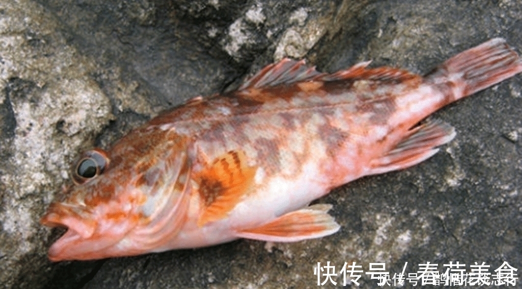 生活环境|海鲜摊位上这几种鱼是没有养殖的, 海鲜老板不一定告诉你!